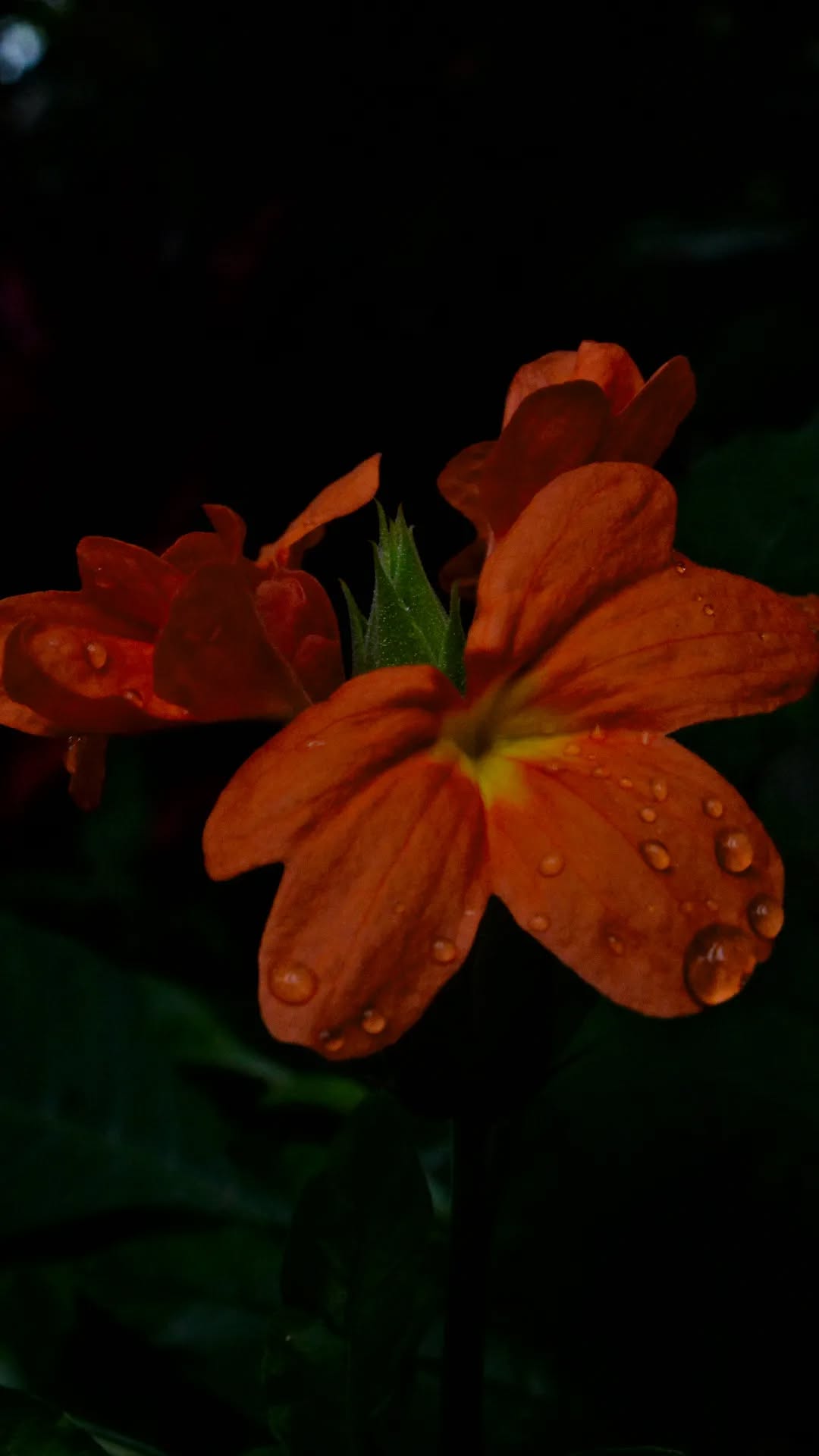 flower close up